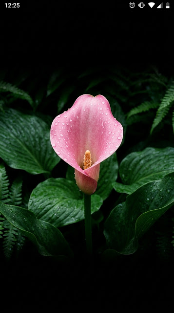 Vibrant Pink Calla Lily with Dewdrops in Moody Forest Greens - Free mobile Wallpaper