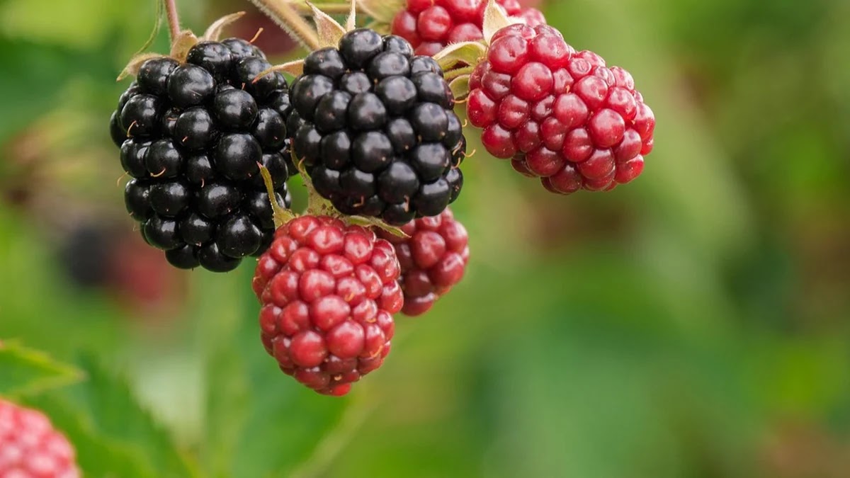 눈 건강을 위한 루테인 섭취량과 종류별 차이