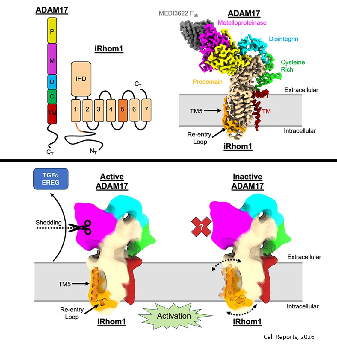 Structural basis for ADAM17 activation by the iRhom1 pseudoprotease