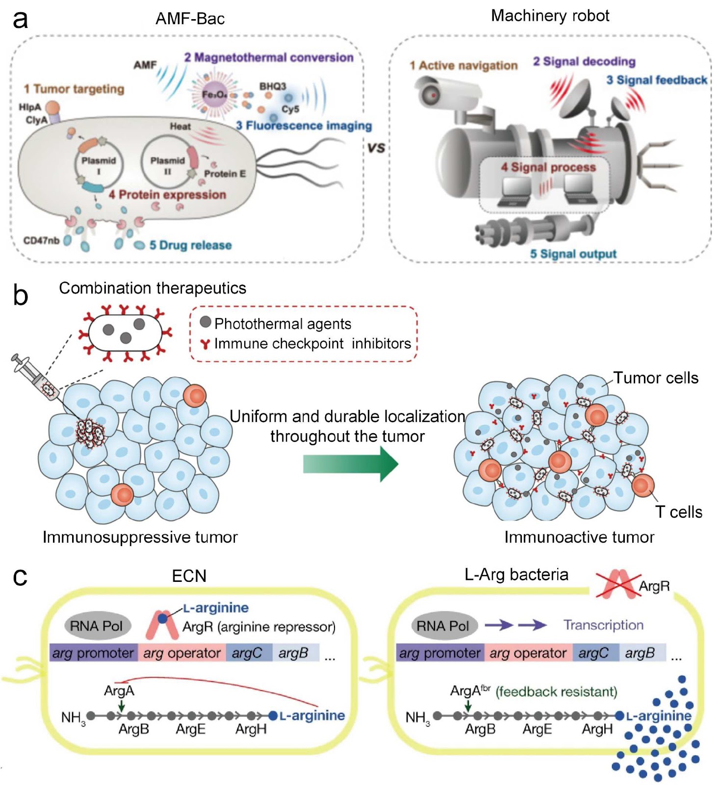 Engineered Bacteria for Cancer Therapy: Synergistic Innovations in Synthetic Biology and Materials Science