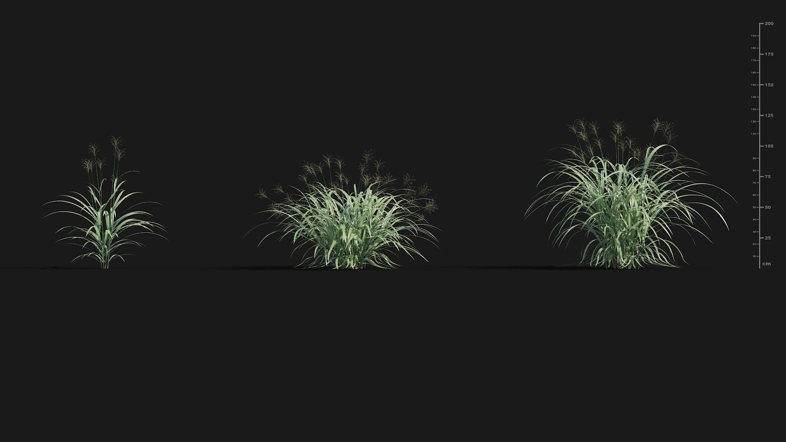 Maxtree - Plant Models Vol.29