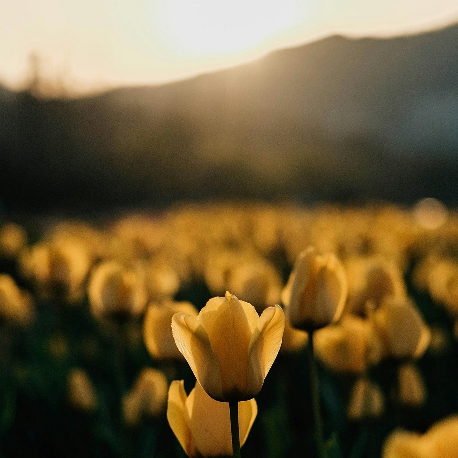 Download Blooming Yellow Tulips At Sunset Full HD iPhone