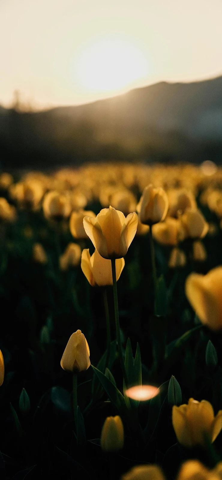 Blooming Yellow Tulips At Sunset - Nature Photography Full HD iPhone Wallpaper (1284x2778)