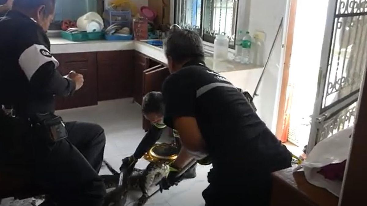 Vào phòng bếp, người phụ nữ bắt gặp cảnh tượng 'lạnh sống lưng' dưới bồn rửa bát - Tạp chí Người Đưa Tin