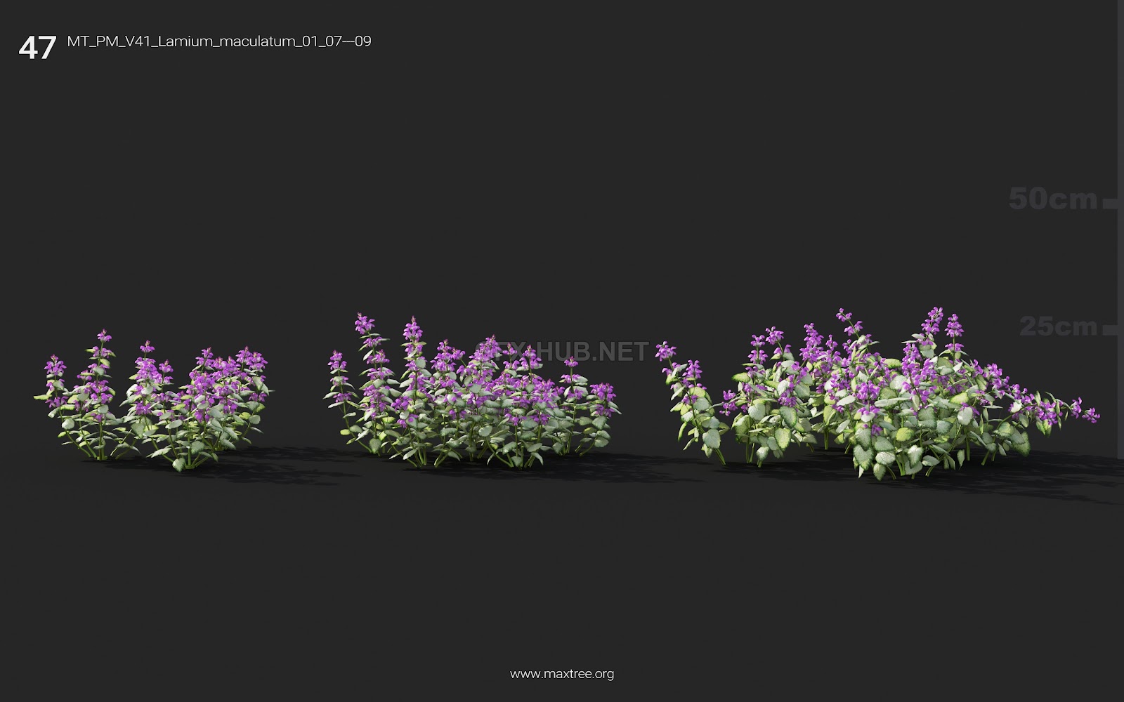 Maxtree - Plant Models Vol.41