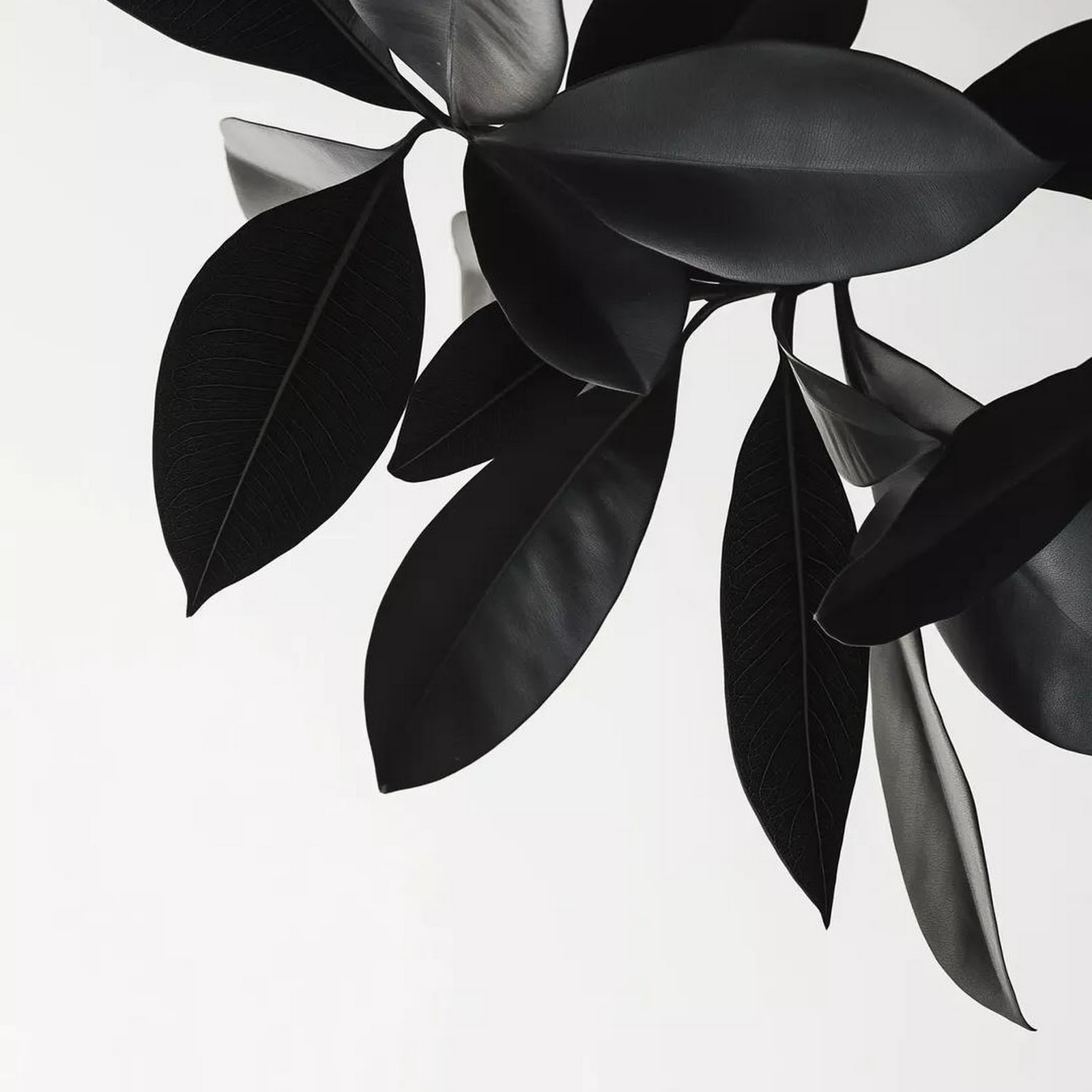 Download Minimalist Black And White Leaves Full HD iPhone