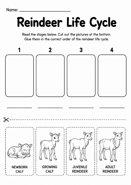 Reindeer Life Cycle Worksheet
