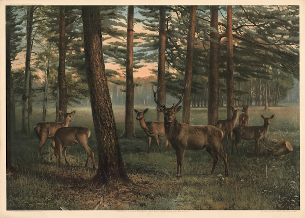 German red deer with herd 1911
