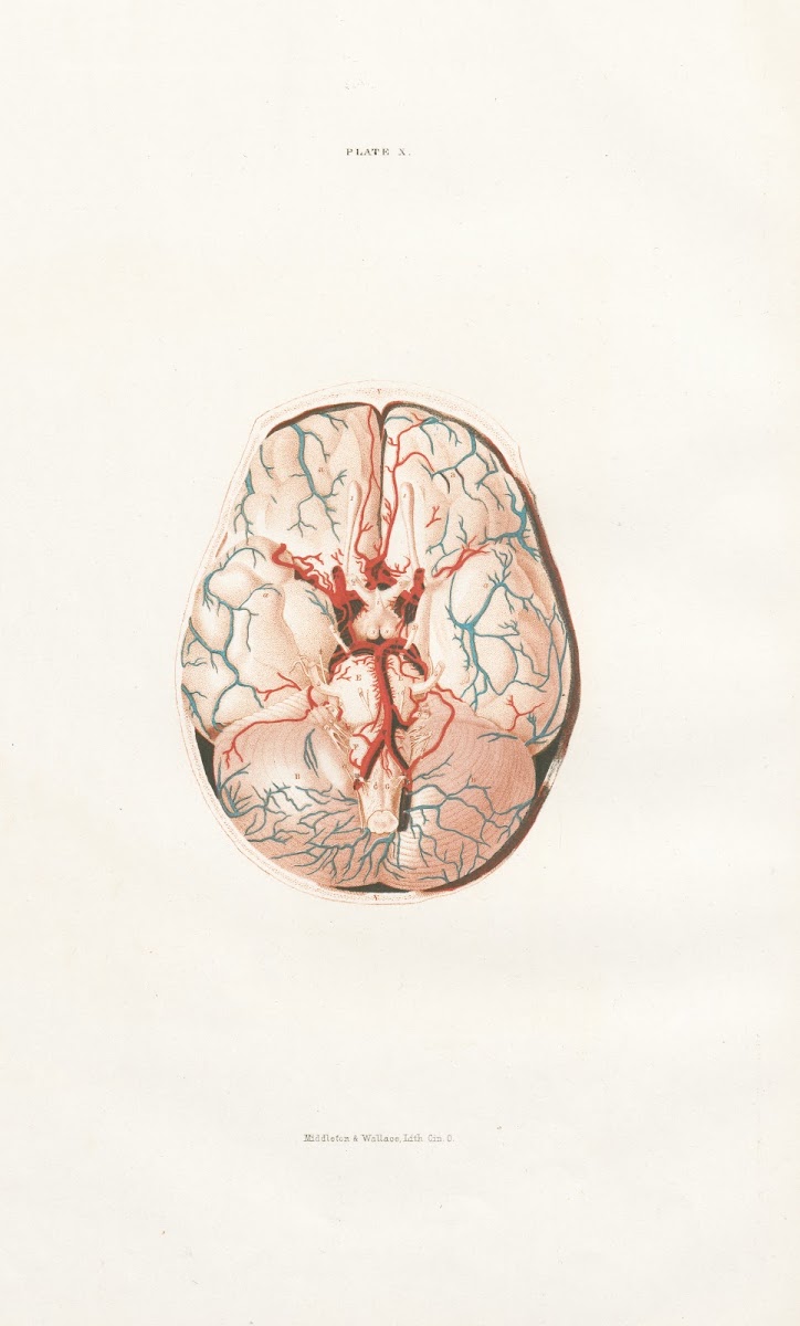 Anatomy of the brain Pl10 1854