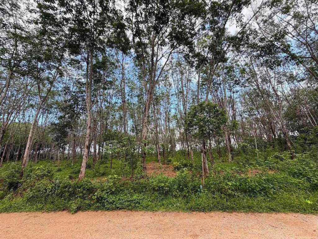 ที่ดินสวนยางพารา 4 ไร่ ใกล้หาดนาใต้ · บ้านดอนโคกกลอย ตะกั่วทุ่ง (ใกล้หาดนาใต้) 4