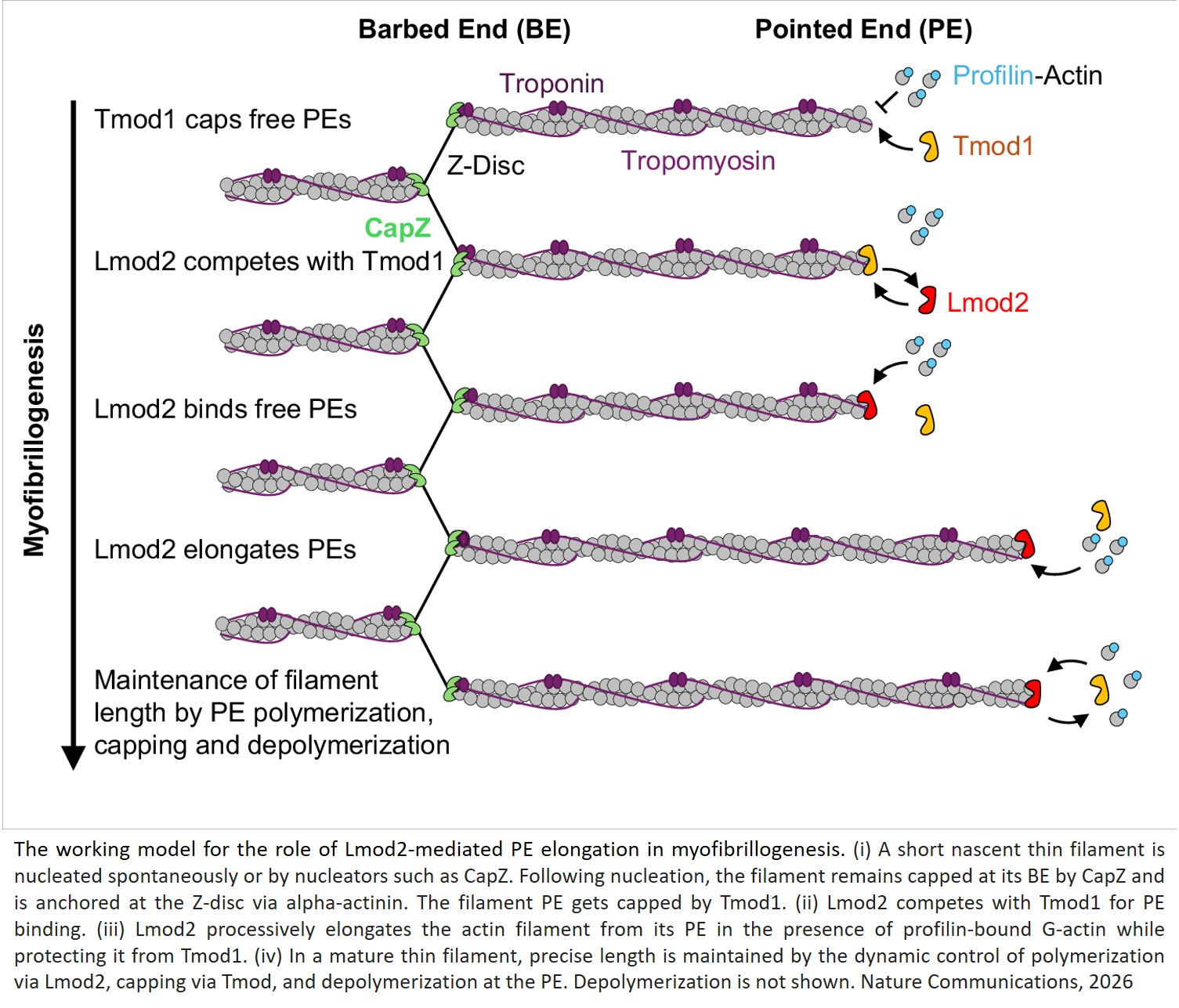 Leiomodin 2 is a processive pointed-end elongator of actin filaments