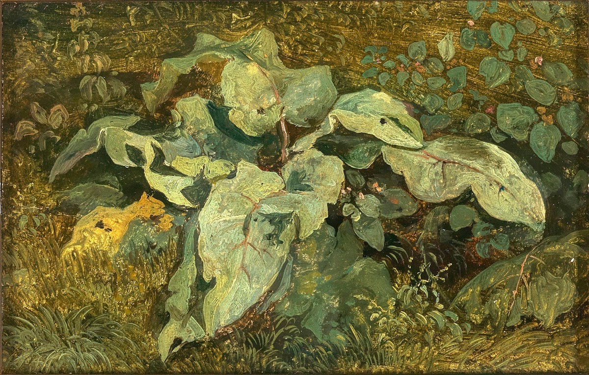 Meadow Plants
