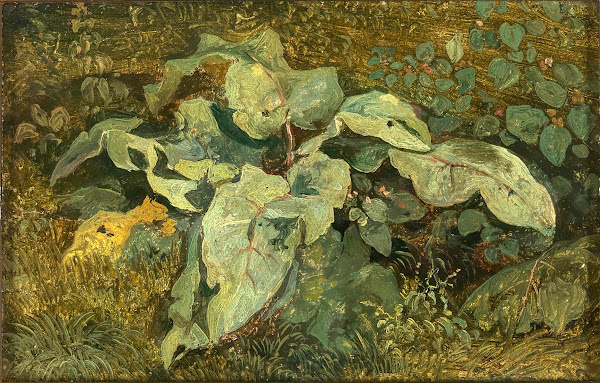 Meadow Plants