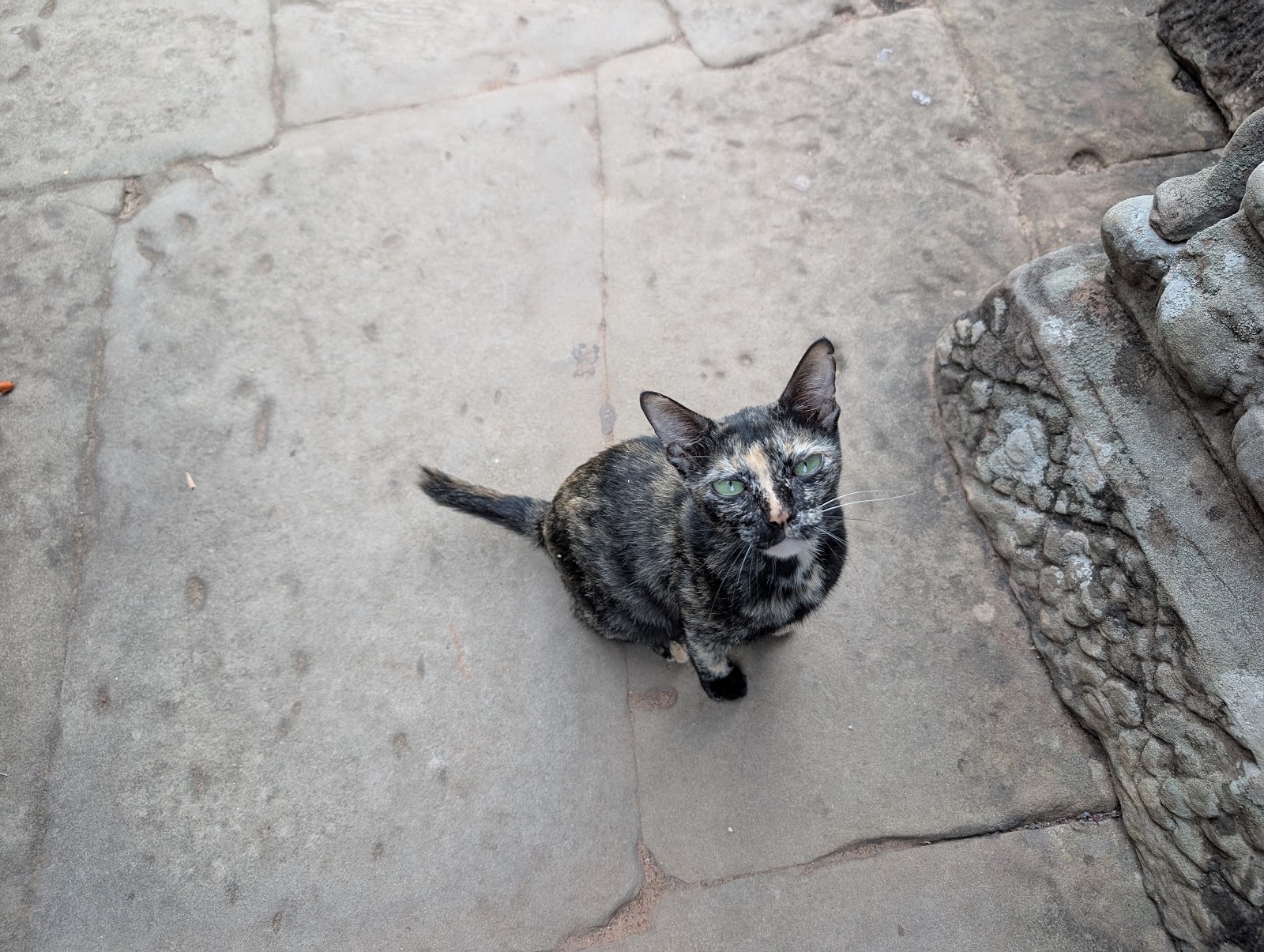 A cute calico cat looking up from a stone ground, hoping to
                 receive pets and/or treats