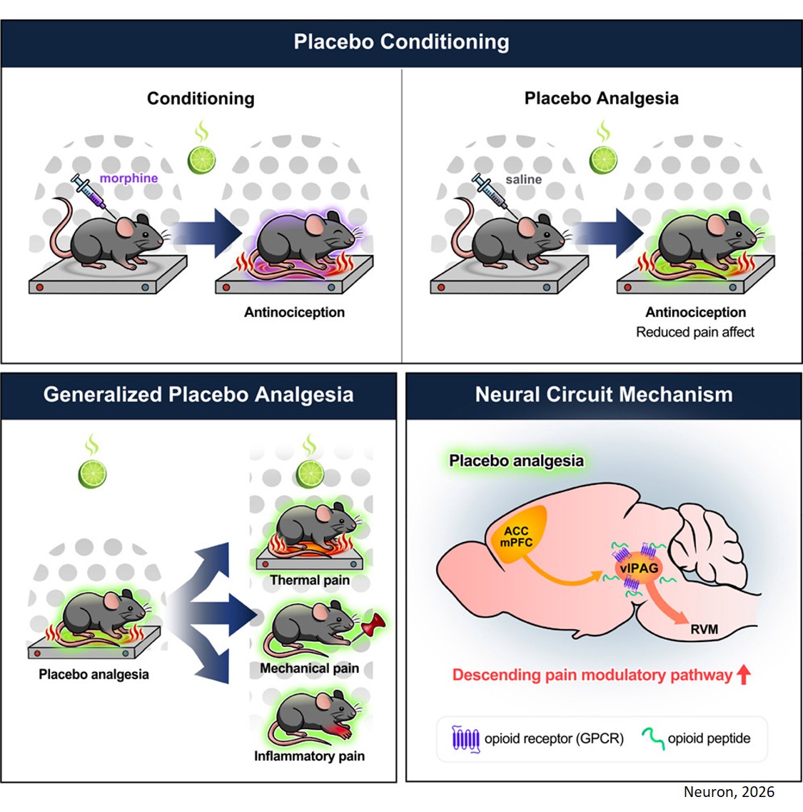 Top-down control of the descending pain modulatory system drives multimodal placebo analgesia
