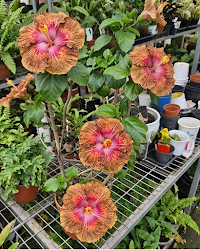 Hibiscus Taiwan Formosa Devil's Treasure