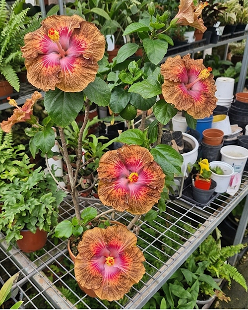 Hibiscus Taiwan Formosa Devil's Treasure