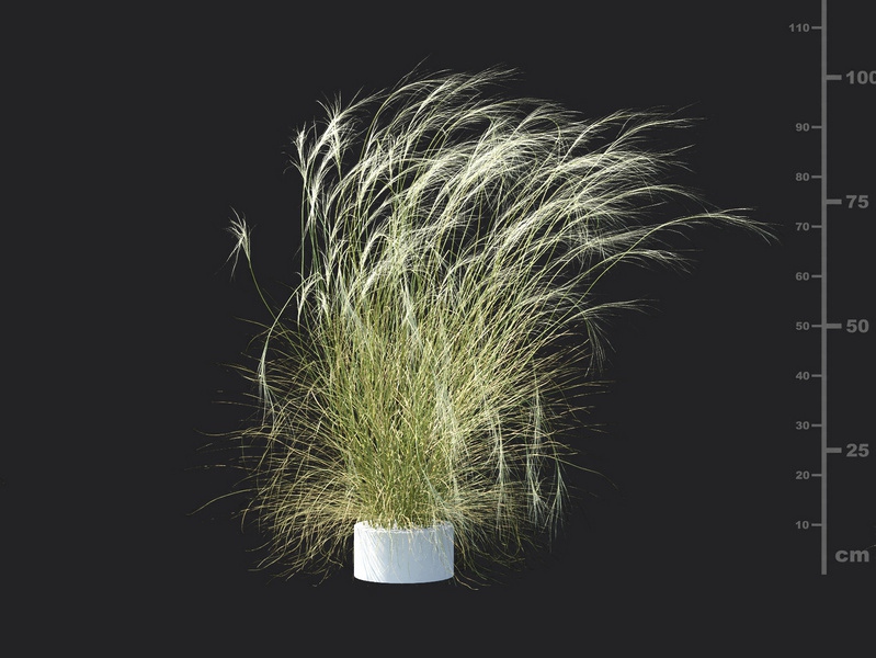 Maxtree - Plant Models Vol.115