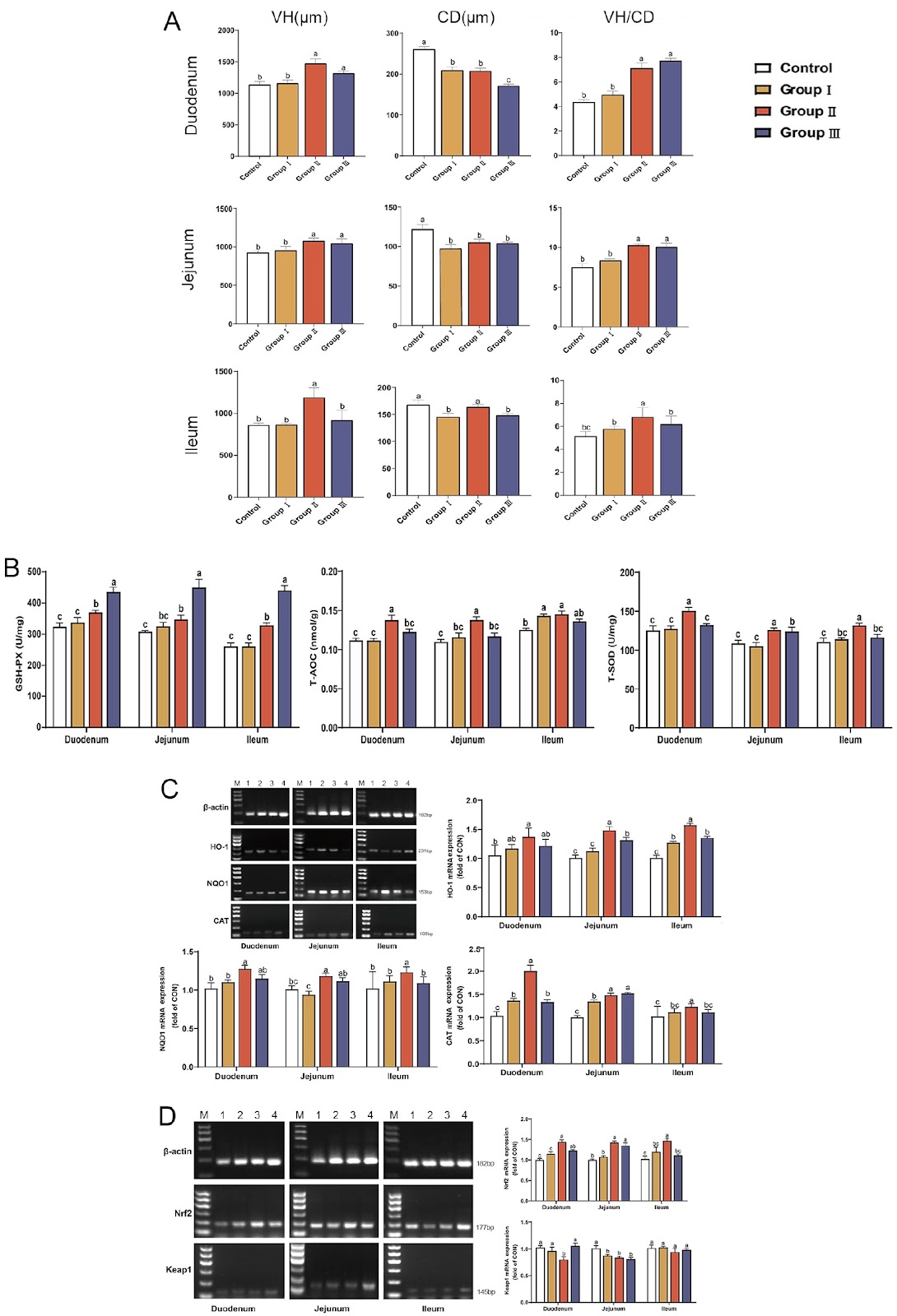 Mixed fungal polysaccharides enhance intestinal health, antioxidant capacity, and microbiota diversity in broiler chickens