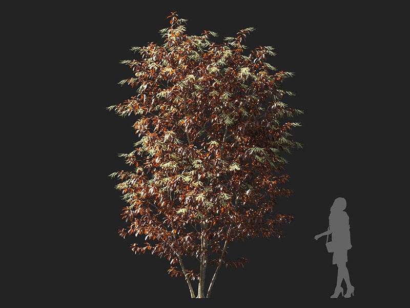 Maxtree - Plant Models Vol.122