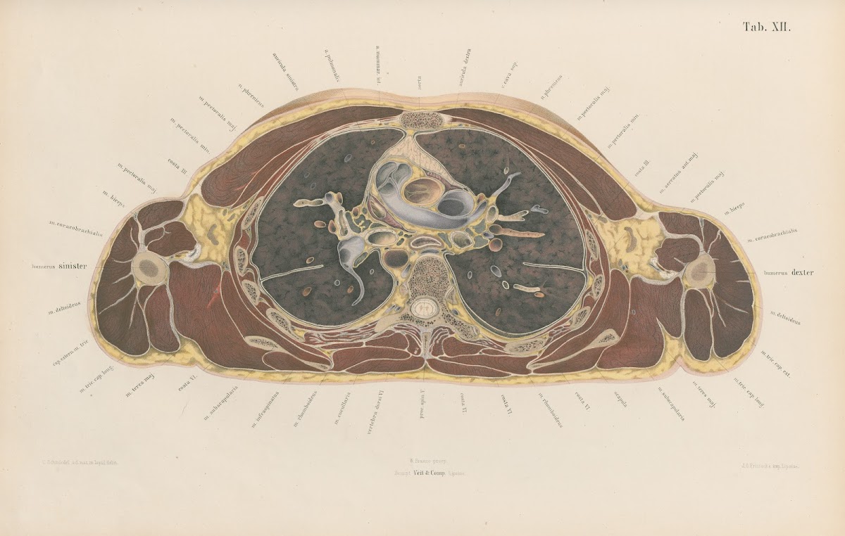 Topographisch anatomischer Atlas nach Durchschnitten an gefrornen Cadavern Pl14