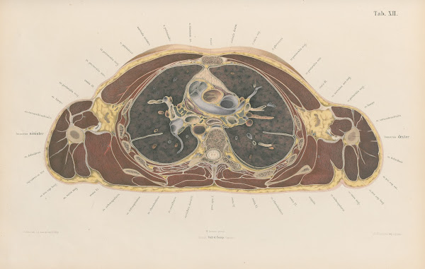 Topographisch anatomischer Atlas nach Durchschnitten an gefrornen Cadavern Pl14