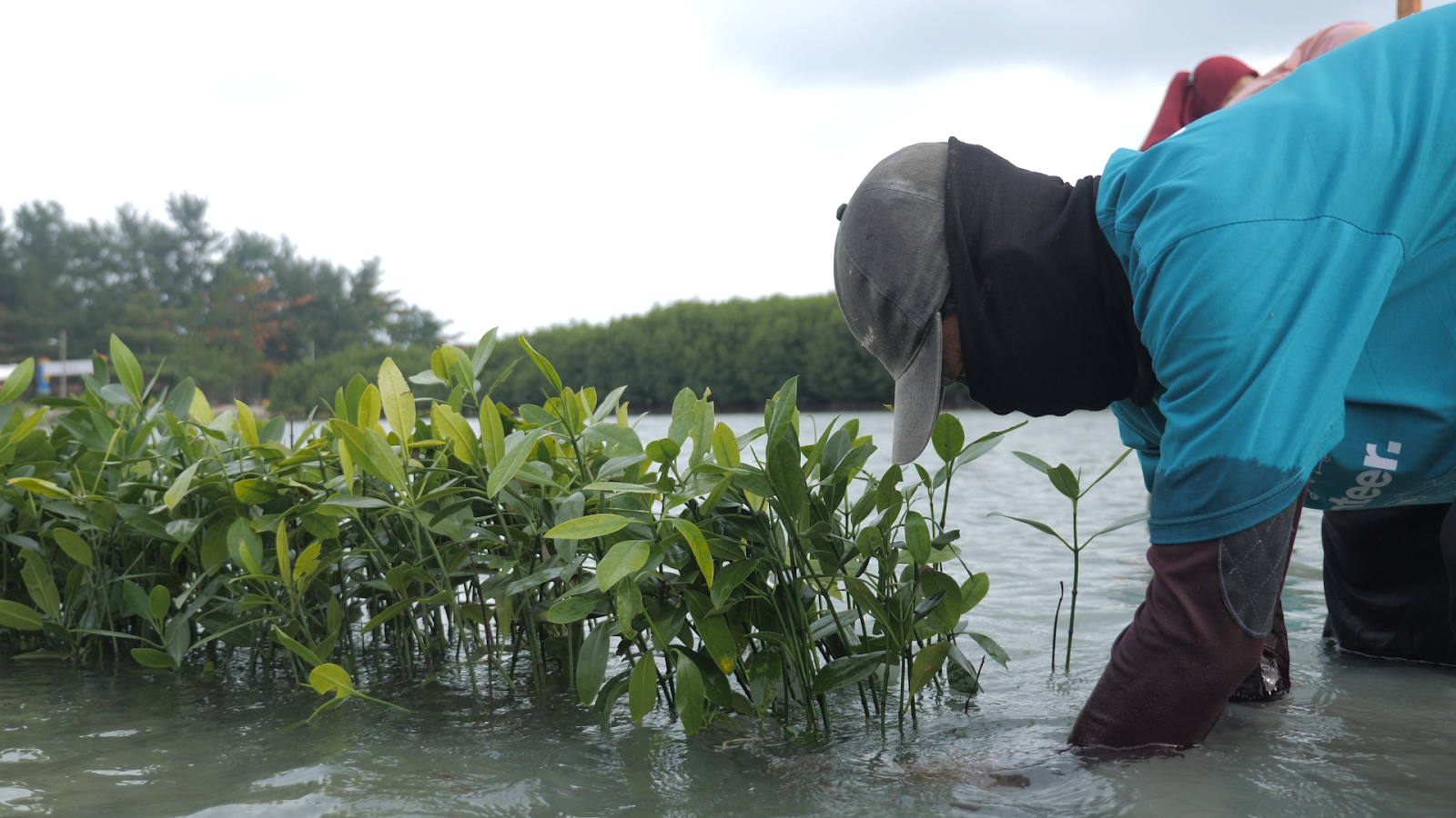 Allianz Indonesia planted 2,000 Mangroves on World Cleanup Day 2021. Allianz Indonesia, World Cleanup Day, Yayasan Allianz Peduli, planting mangrove trees kepulauan seribu, Allianz Indonesia empowering local community Kepulauan Seribu. CarbonEthics Indonesia