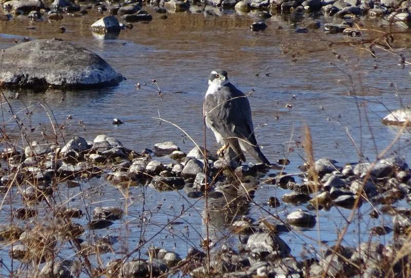 オオタカ Accipiter gentilis