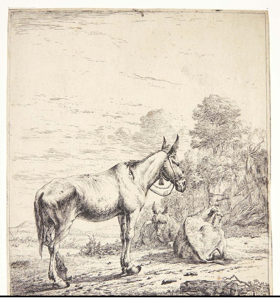 Et mulæsel med en klokke om halsen 1653
