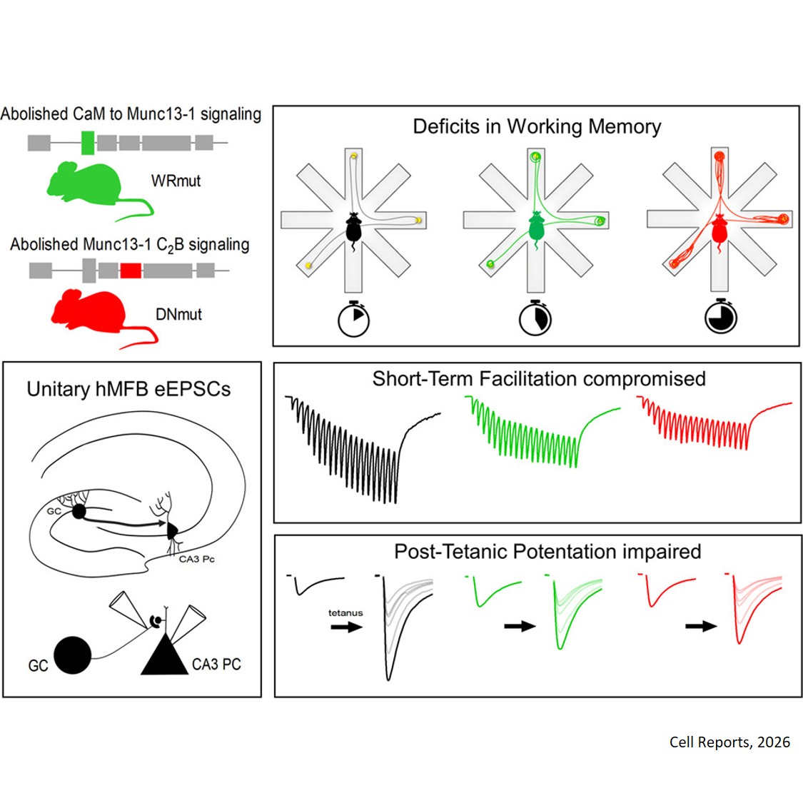 Ca2+-phospholipid-dependent regulation of Munc13-1 is essential for post-tetanic potentiation at mossy fiber synapses and supports working memory