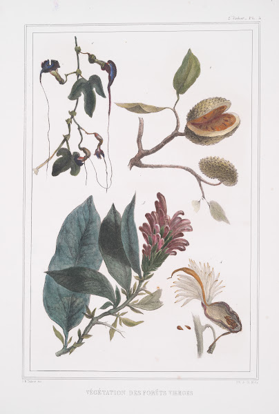 VéGéTation Des ForêTs Vierges 1834   1839