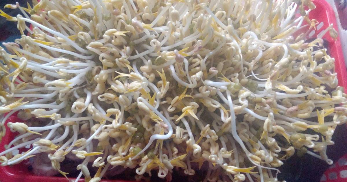 Giá sạch nhà làm