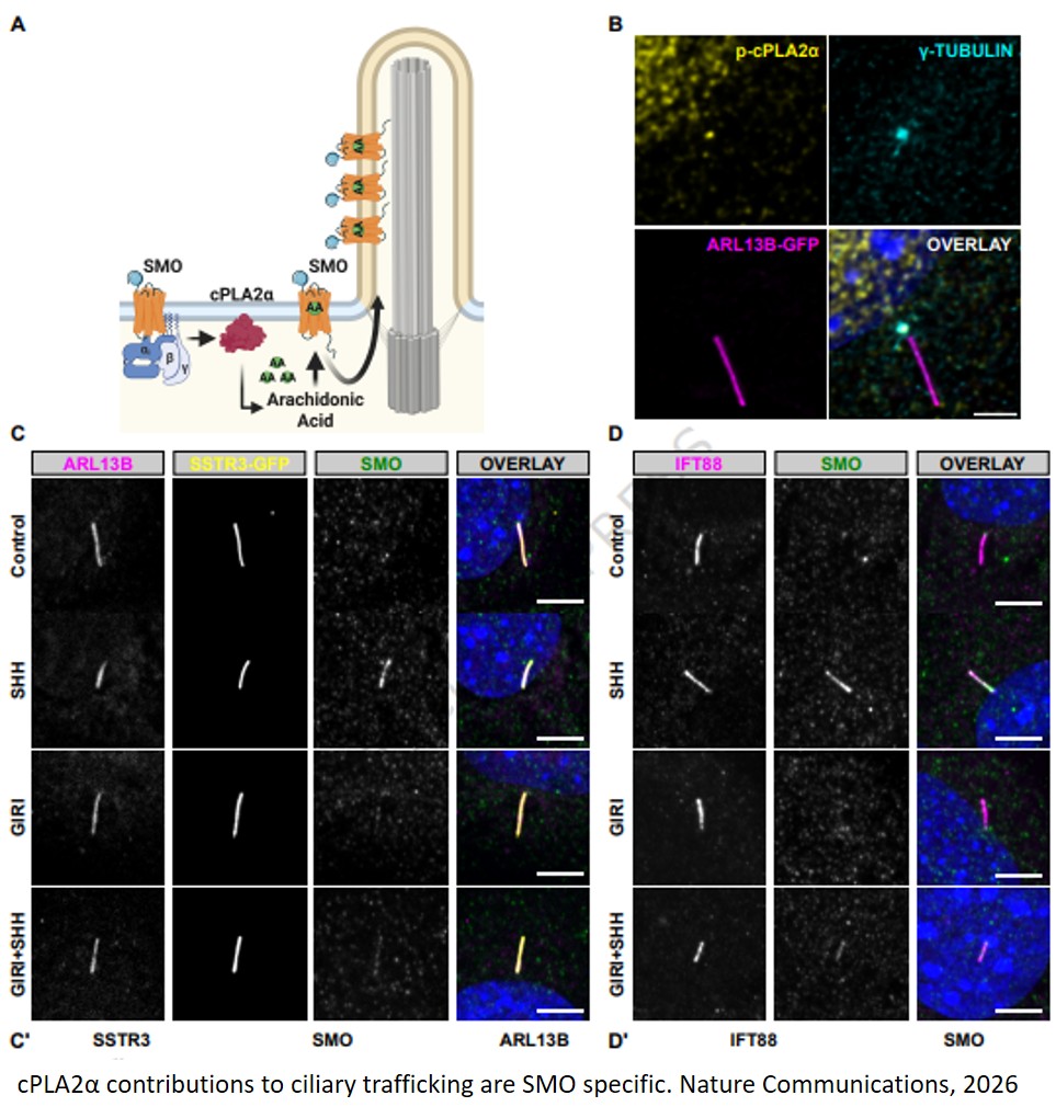 Receptor allostery promotes context-specific Sonic Hedgehog signaling during embryonic development