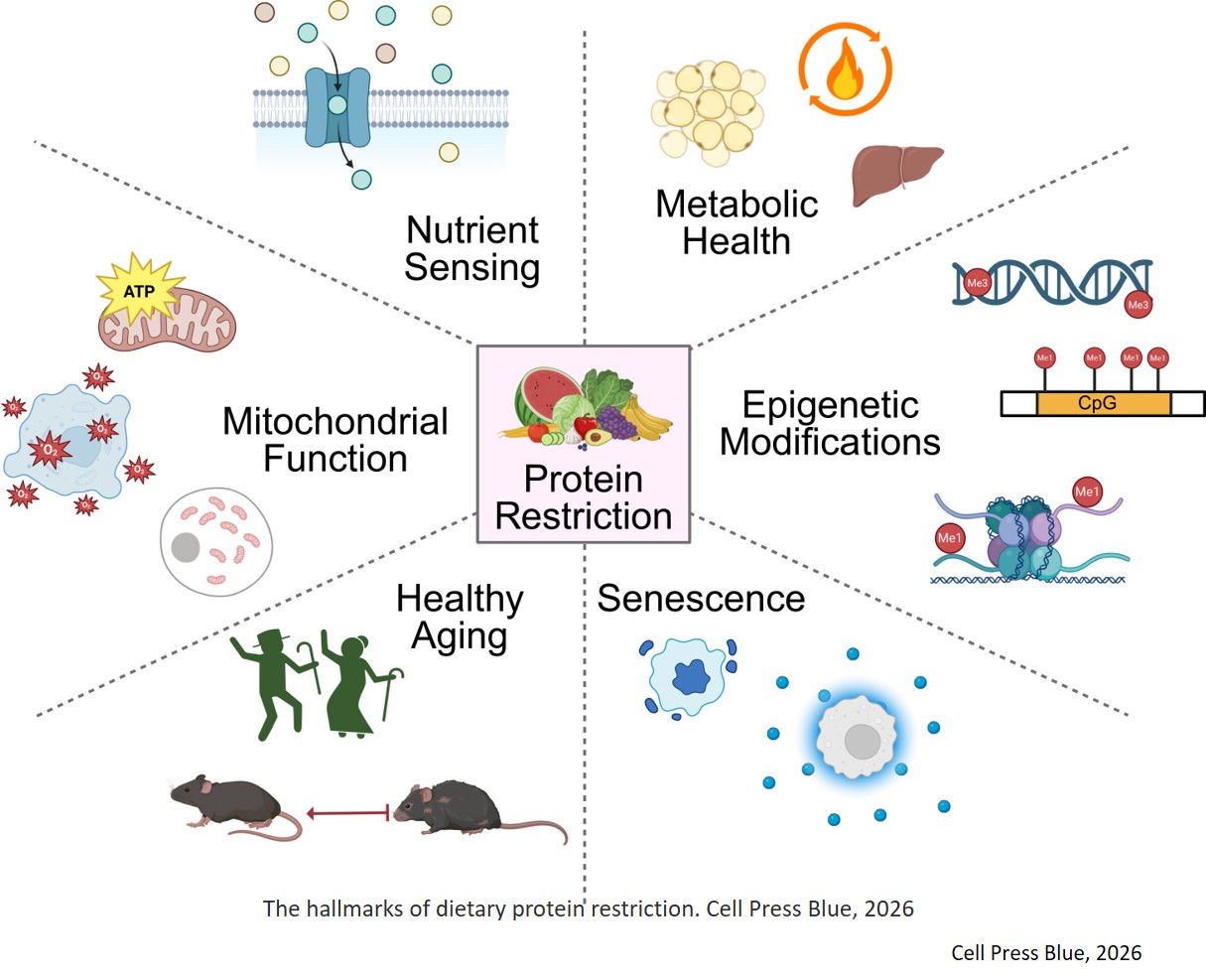 The hallmarks of protein and amino acid restriction in aging and longevity