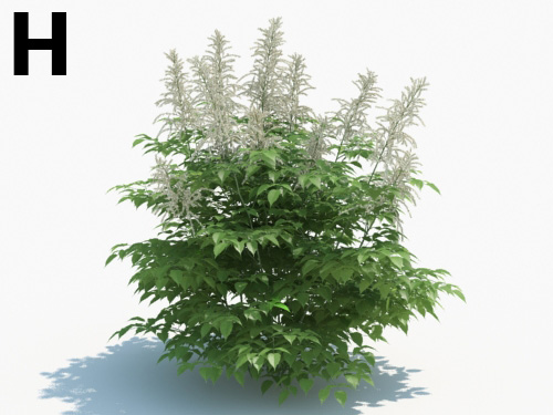 Maxtree - Plant Models Vol.3