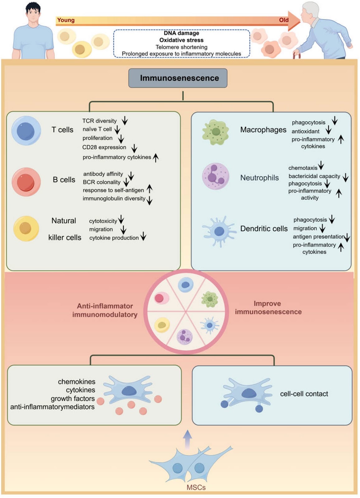 Clinical application of mesenchymal stem cells in immunosenescence: a qualitative review of their potential and challenges