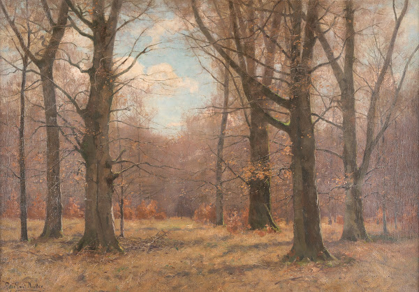 Late fall in the beech forest