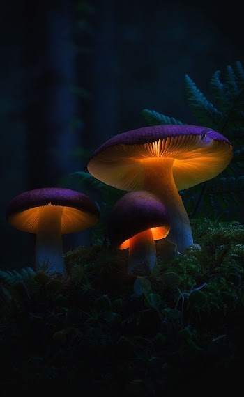 Glowing Mushrooms Picture