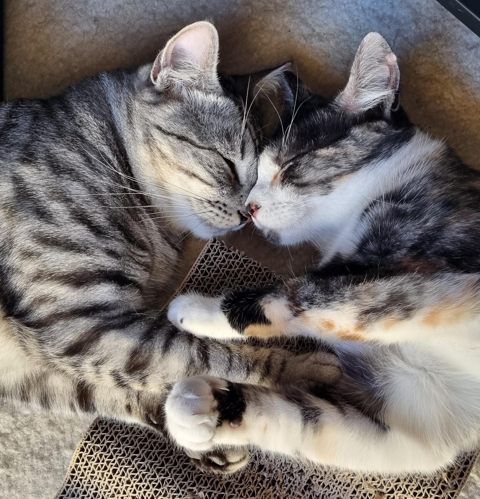 Galaxy and Rainbow cuddling together