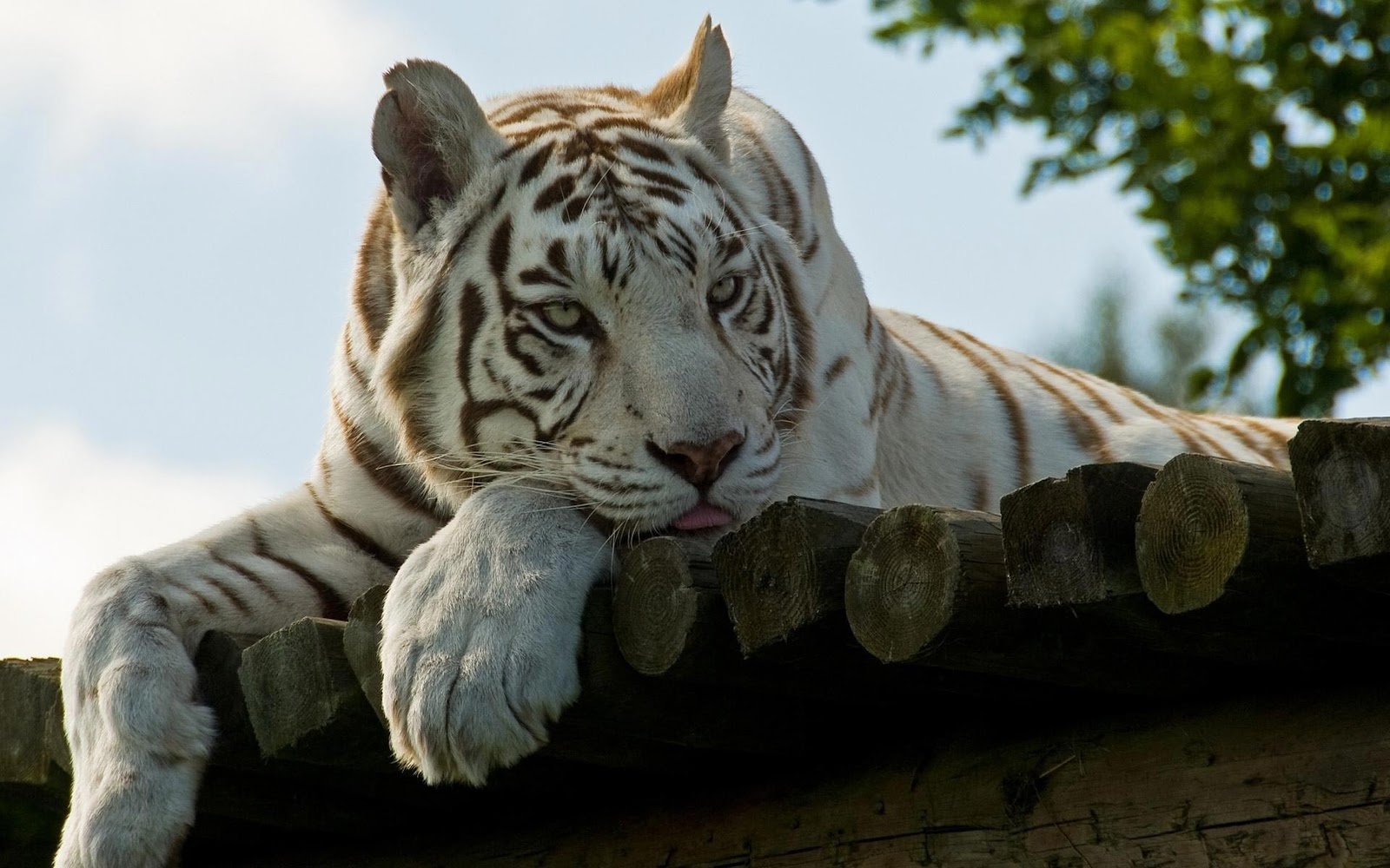 White Tiger Wallpaper