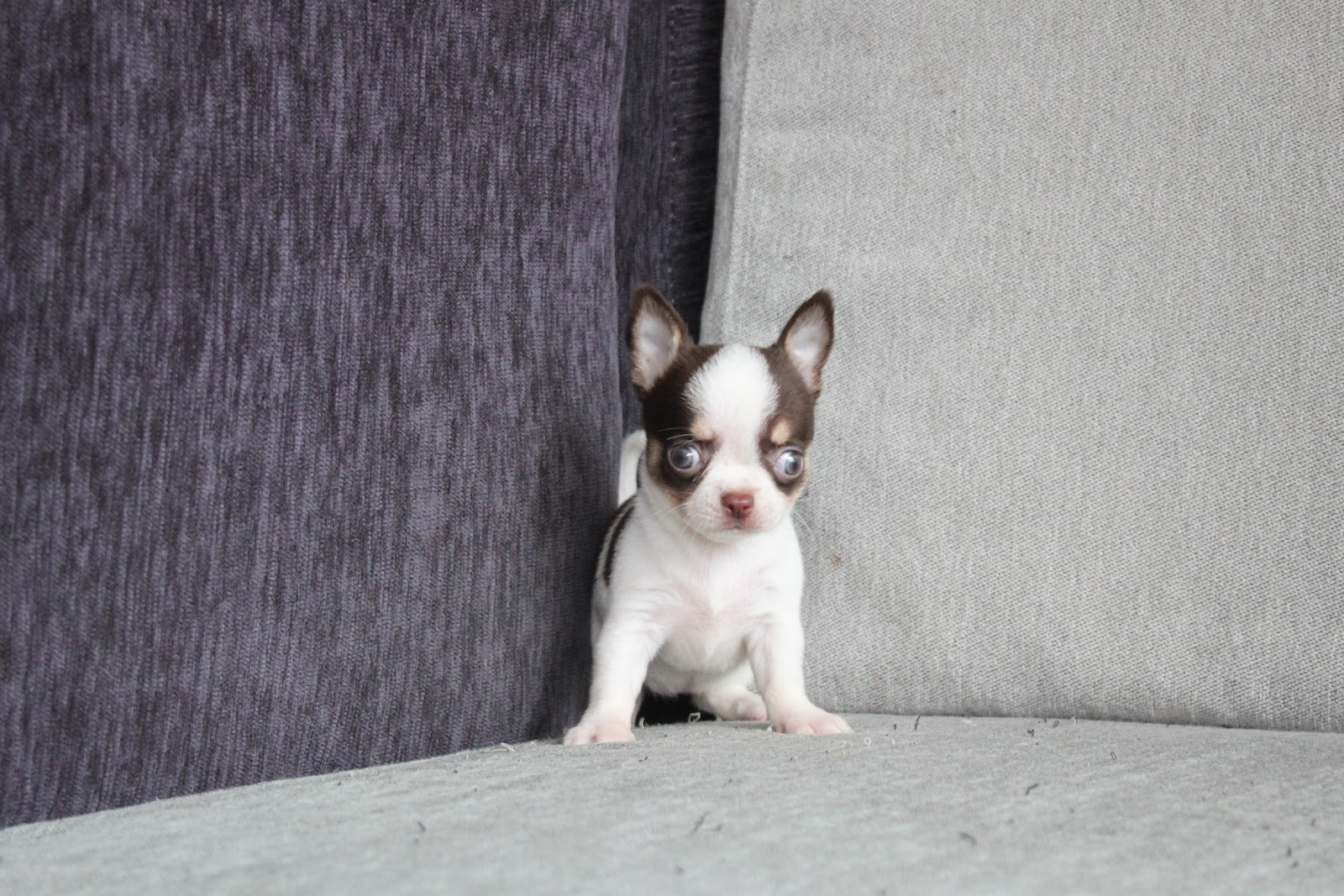 1/20出生 高端優質迷你短毛吉娃娃巧克力白花妹妹