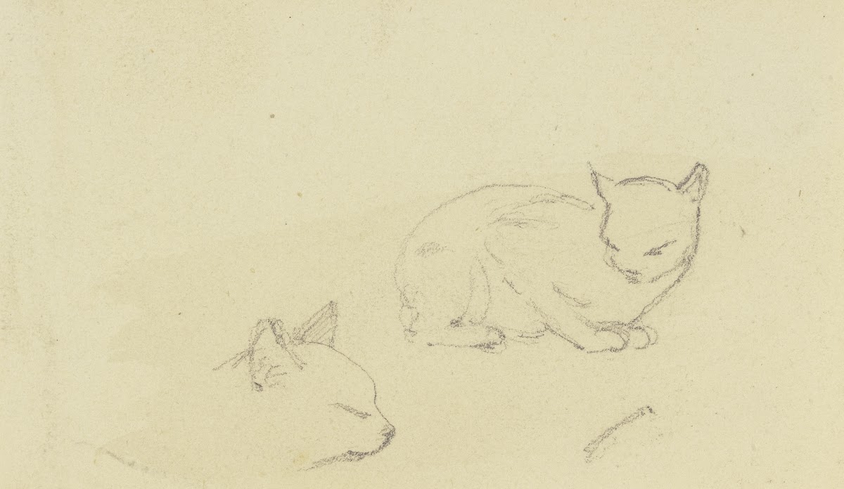 Study sheet Cats