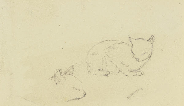 Study sheet Cats