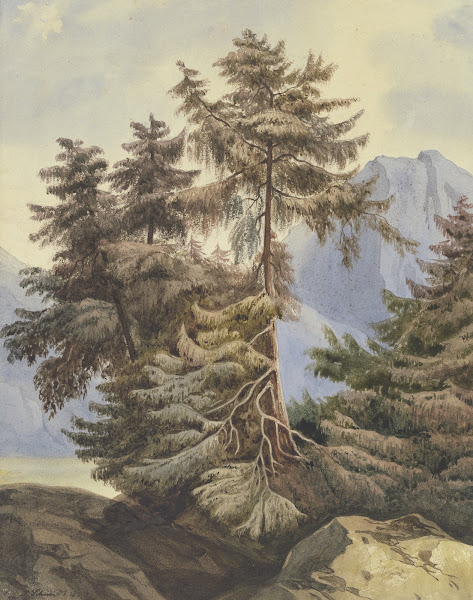 Three fir trees in the mountains 1833