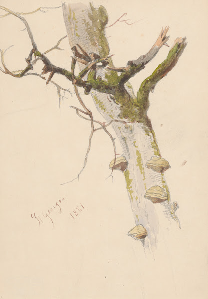 Study of Tree Trunk with Branches and Mushrooms