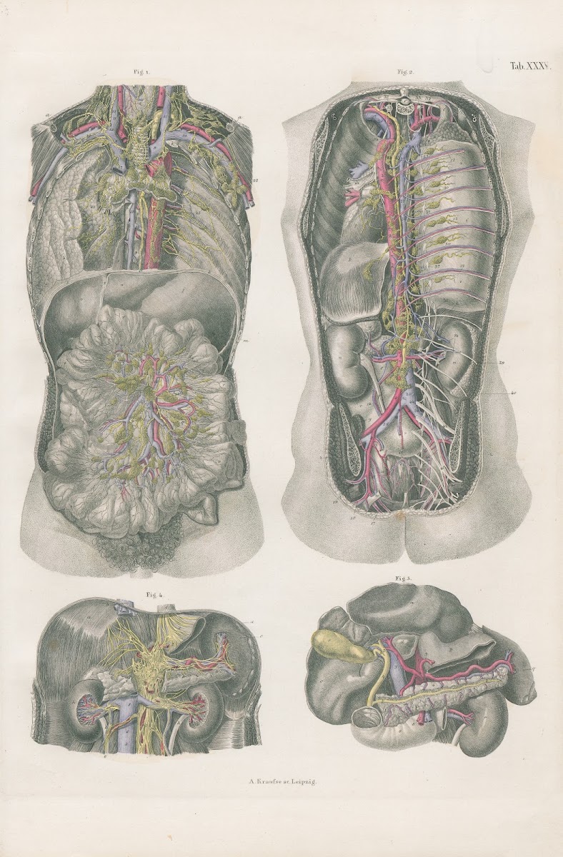 Thoracic and abdominal viscepa with principal vessels nerves and lymphatics 1880