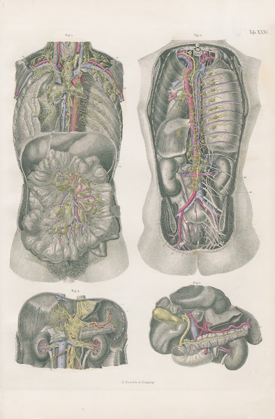Thoracic and abdominal viscepa with principal vessels nerves and lymphatics 1880