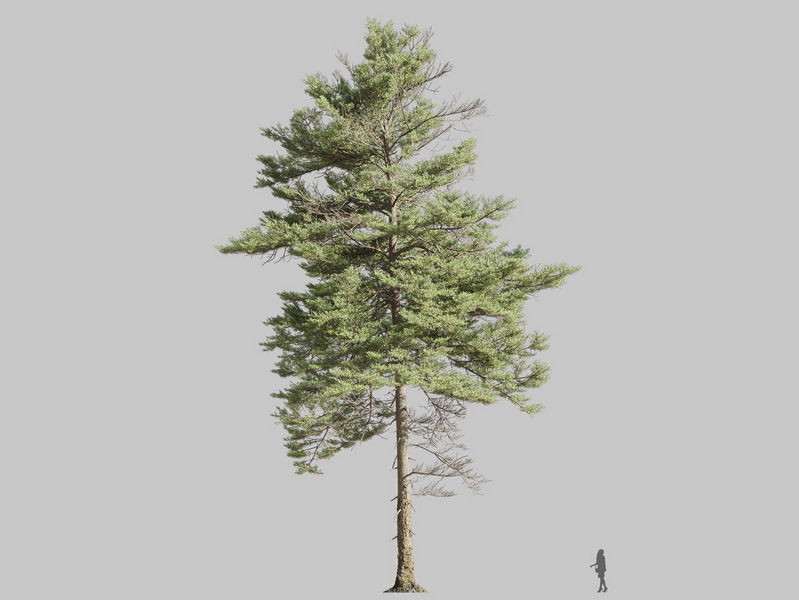 Maxtree - Plant Models Vol.126