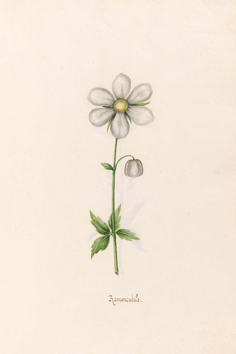 Ranünculüs 1692