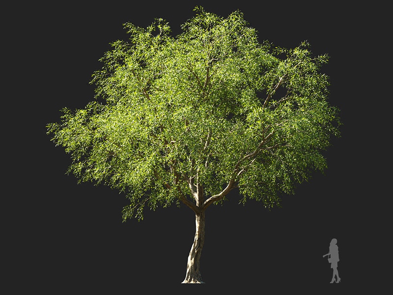 Maxtree - Plant Models Vol.132